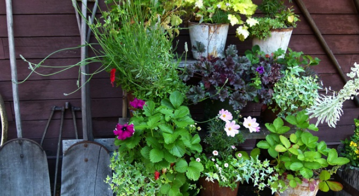 Grande Fête des plantes et du jardin à Saint-Junien