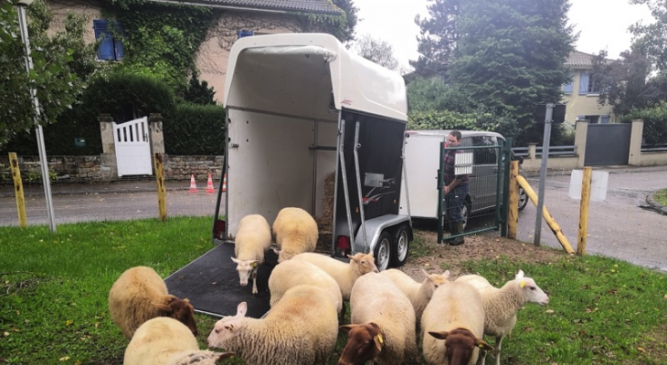 Onze moutons sont arrivés à Panazol