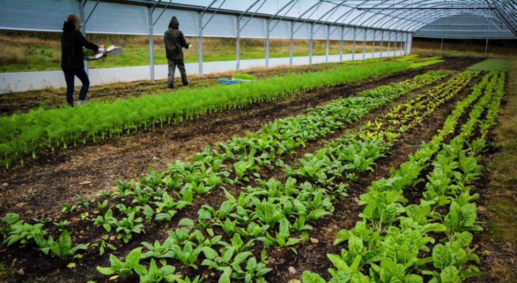 Une ceinture maraîchère pour manger local