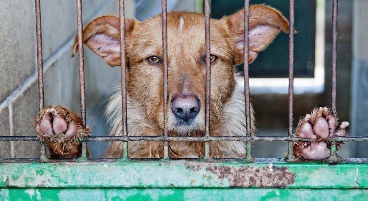 Plus de chiens abandonnés en Hollande