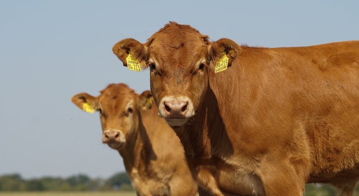 Salon de l'agriculture : l'édition des retrouvailles