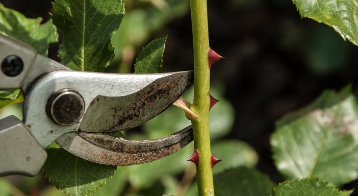 Un atelier pour apprendre à tailler ses rosiers