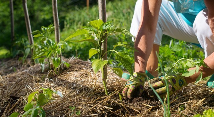 L'agriculture biologique est-elle bonne pour la planète ? (Dossier spécial bio)