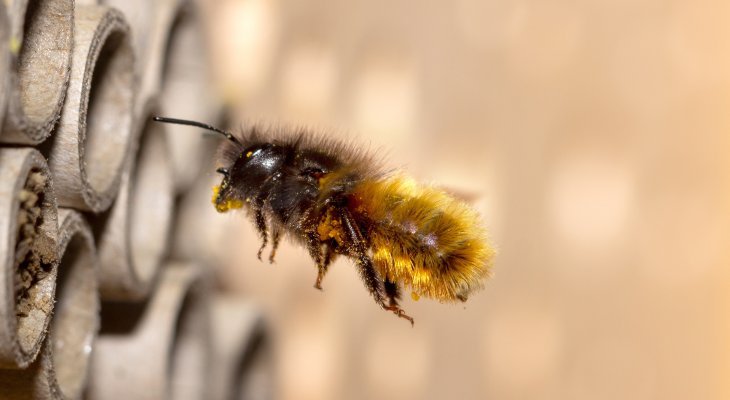Aider les abeilles sauvages