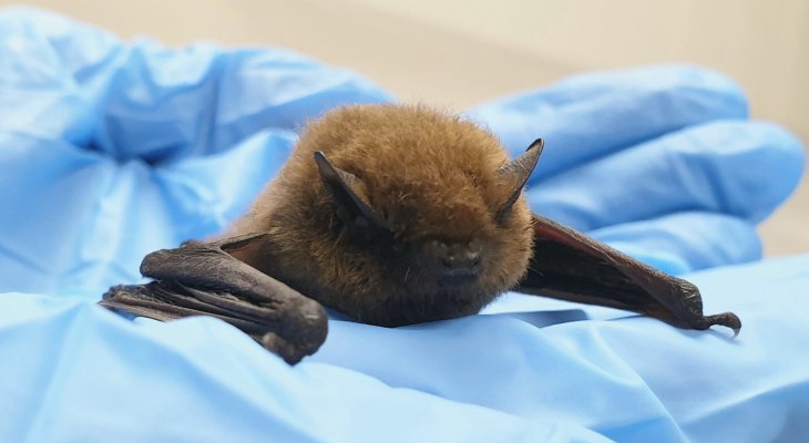 Aider à la création d'un centre de soins pour les mammifères de la faune sauvage