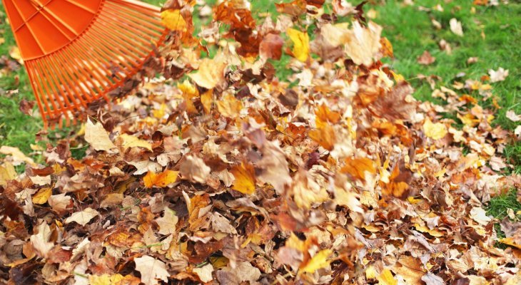 Recycler les feuilles mortes pour créer un potager (Dossier bio/environnement)