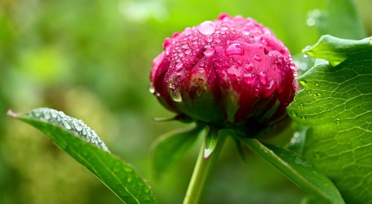 Les plantes reines d'une journée dans le parc du château de Nexon