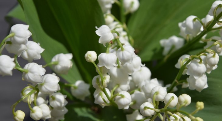 Bon 1er mai !