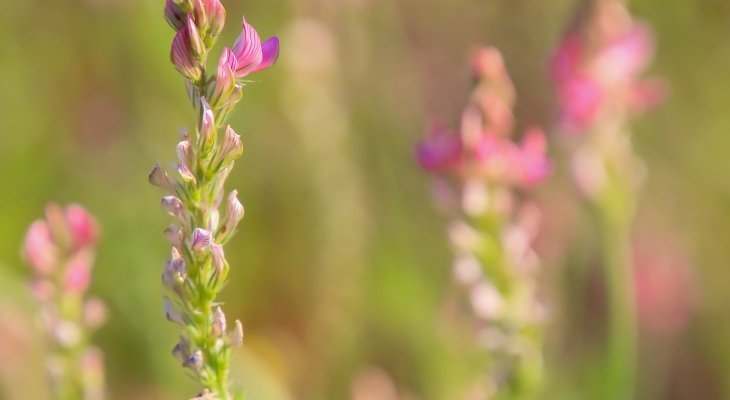 Création d'un fonds dédié à la préservation de la biodiversité