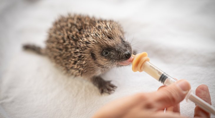 Appel aux dons : offrir une seconde chance à la faune sauvage