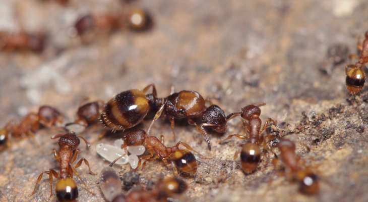 Découvrir Le Royaume des fourmis