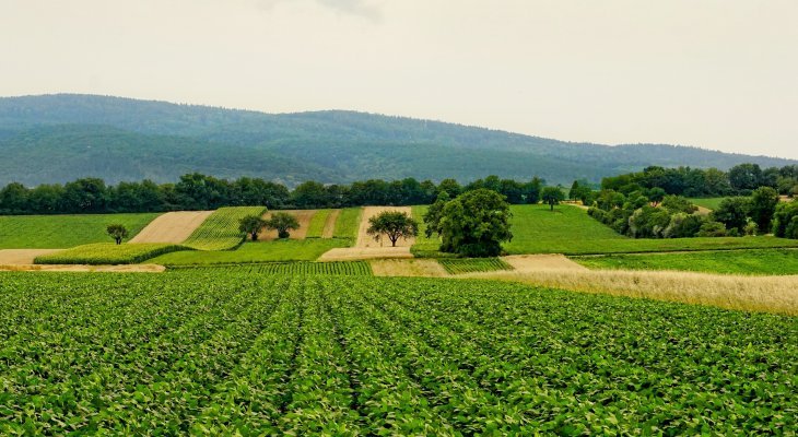 Légère diminution de la production bio en 2023 (dossier spécial bio / environnement)