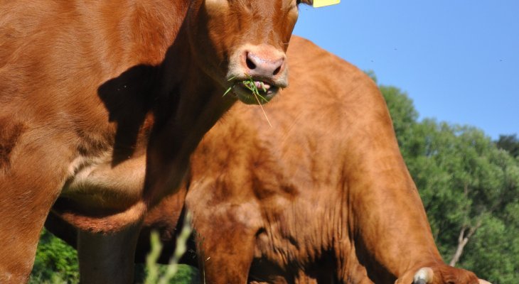 Viandes bio : entre adaptation et résilience (dossier spécial bio / environnement)