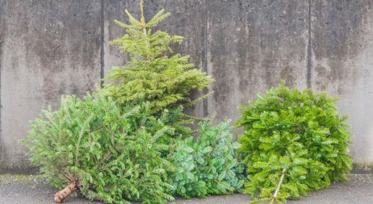 Collecte des sapins de Noël dans le centre-ville de Limoges