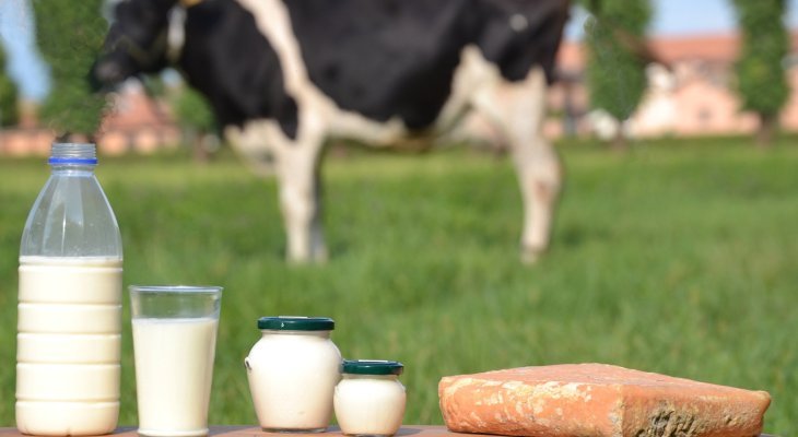 Lait et fromage bio, nos alliés santé (dossier spécial bio / environnement)