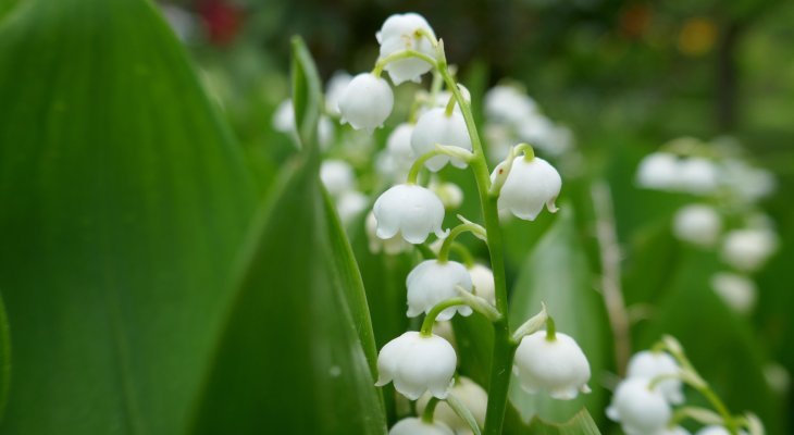 1er mai : un brin de muguet porte-bonheur pour tous nos lecteurs