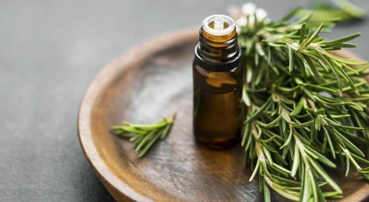 Le romarin, un allié santé et beauté pour les seniors (supplément seniors)