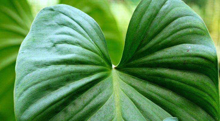 Marché aux plantes : à point nommé avant les premières gelées