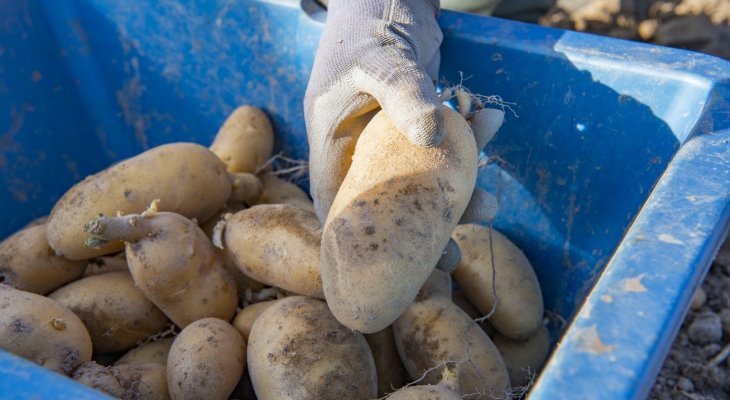 Distribution gratuite de pommes de terre vendredi 17 octobre à Limoges