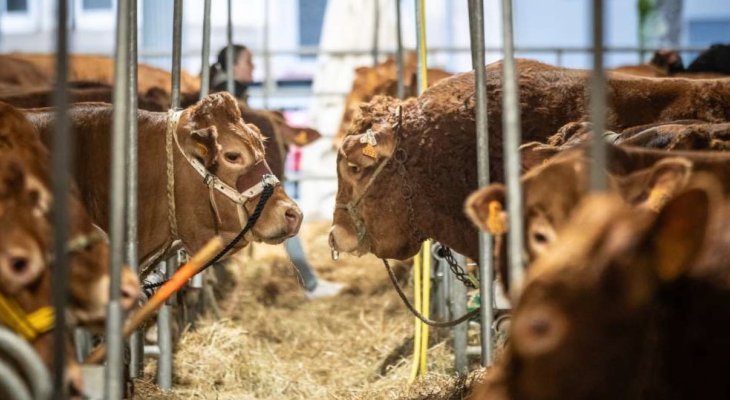 Pas de bovins pour les Journées limousines Or Rouge
