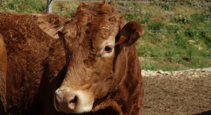 En Haute-Vienne, deux cas de tuberculose bovine identifiés