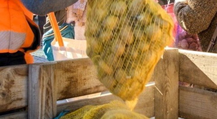 Distribution gratuite de pommes de terre