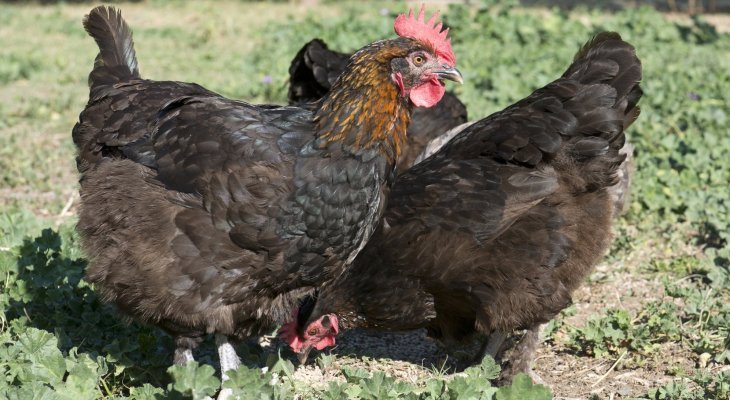 Lâcher de poules dans le potager (Dossier spécial bio/environnement)