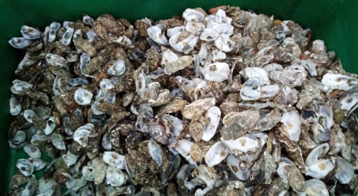 Plus de 7 tonnes de coquilles collectées