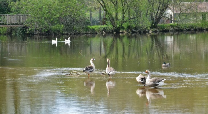 Fermeture maintenue du parc animalier de l'Aurence à Limoges