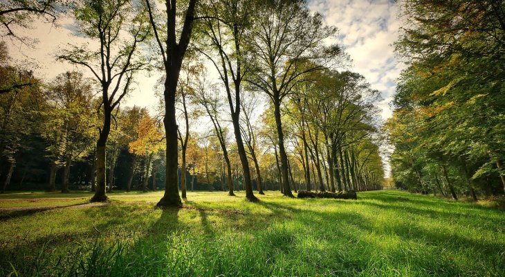 Une semaine pour (re)découvrir la forêt, ses trésors et ses métiers
