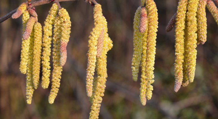 Le Pollinarium sentinelle® pour suivre en temps réel les alertes pollens