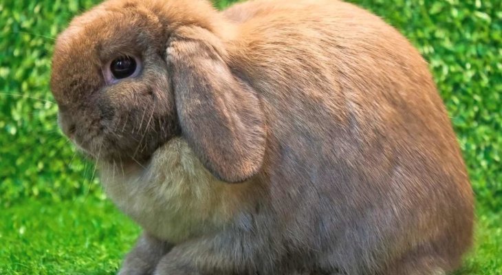 Un week-end dédié à nos compagnons