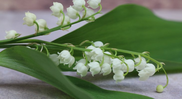 Quelques petits brins de muguet pour de grands bonheurs