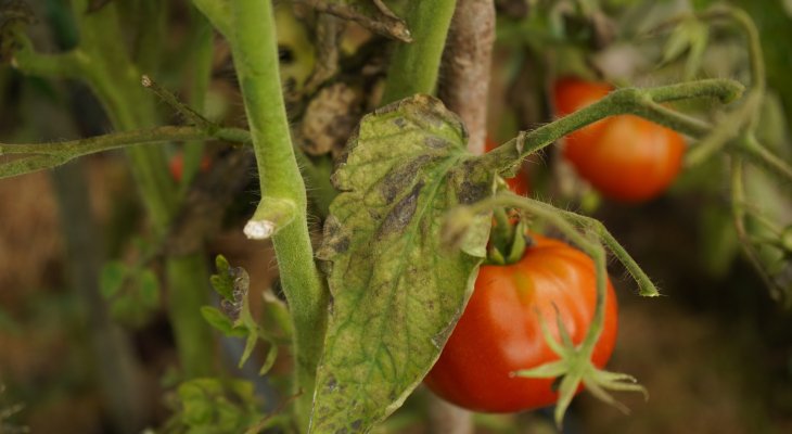 Tomate et mildiou, une vieille querelle de  voisinage qui s'est envenimée (pages spéciales été)