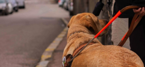 La Fête des chiens guides pour découvrir l’école de Limoges