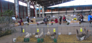 Le Parc des expositions de Limoges transformé en basse-cour géante
