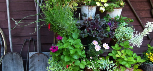 Grande Fête des plantes et du jardin à Saint-Junien