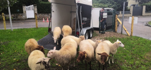 Onze moutons sont arrivés à Panazol