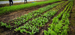 Une ceinture maraîchère pour manger local