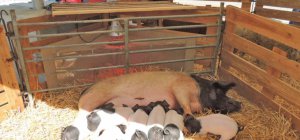 Marché de Pâques : Retour place de la Motte