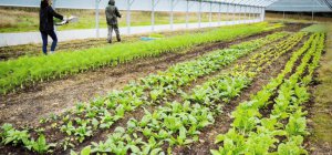 Dans notre dossier Consommer local : Une ceinture maraîchère en phase de test agricole