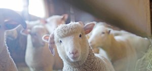 Dans notre dossier Consommer local : Une Semaine Agrilocal un peu perturbée 