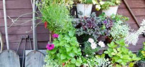 Fête des plantes de Saint-Junien : un bouquet d'animations