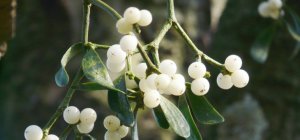 Pourquoi s'embrasse-t-on sous le gui ?