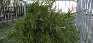 Collecte des sapins de Noël