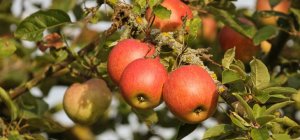 Apprendre à tailler les arbres fruitiers