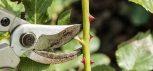 Initiation à la taille de rosiers