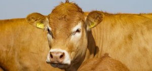 Des Toques, de la porcelaine et des Limousines