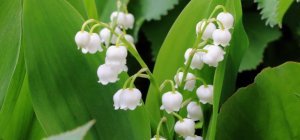 Un brin de muguet porte-bonheur