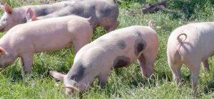 Le bien-être animal s'impose dans les élevages bio (Dossier spécial bio)